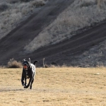 Анализ игрового процесса The Dog House для взрослой аудитории