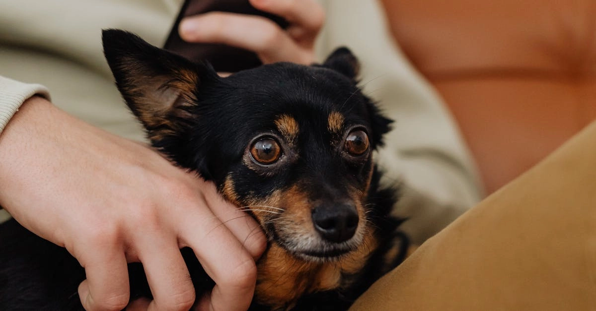 Схема программы лояльности казино без депозита с техническими элементами